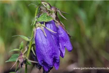 Gepunktete Glockenblume 'Sarastro' 1 Liter Topf