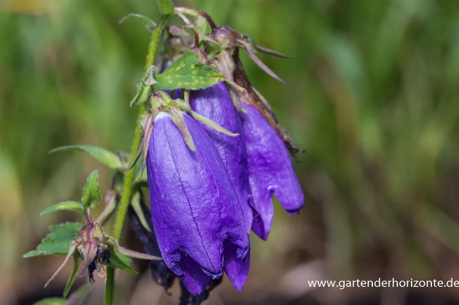 Gepunktete Glockenblume 'Sarastro' 1 Liter Topf