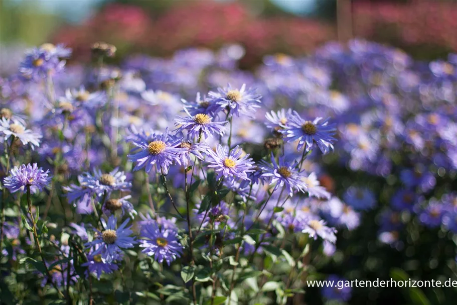 Frikarts Aster 'Jungfrau' 9 x 9 cm Topf 0,5 Liter