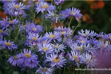 Frikarts Aster 'Jungfrau' 9 x 9 cm Topf 0,5 Liter