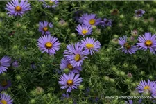 Aromatische Aster 'October Skies' 9 x 9 cm Topf 0,5 Liter