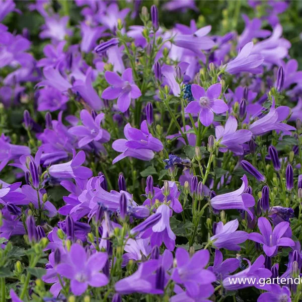 Dalmatiner Polster-Glockenblume