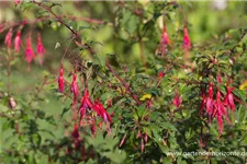 Garten-Fuchsie 1 Liter Topf