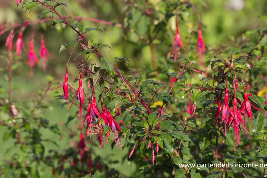 Garten-Fuchsie 1 Liter Topf