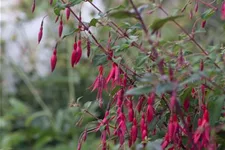 Garten-Fuchsie 1 Liter Topf