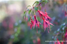 Garten-Fuchsie 1 Liter Topf