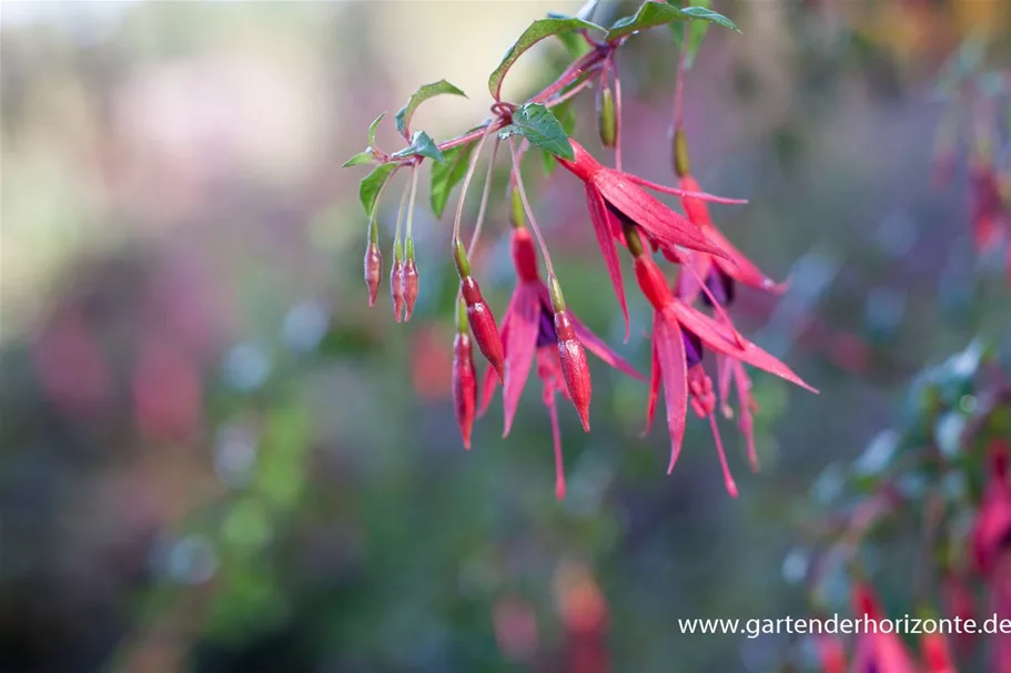 Garten-Fuchsie 1 Liter Topf