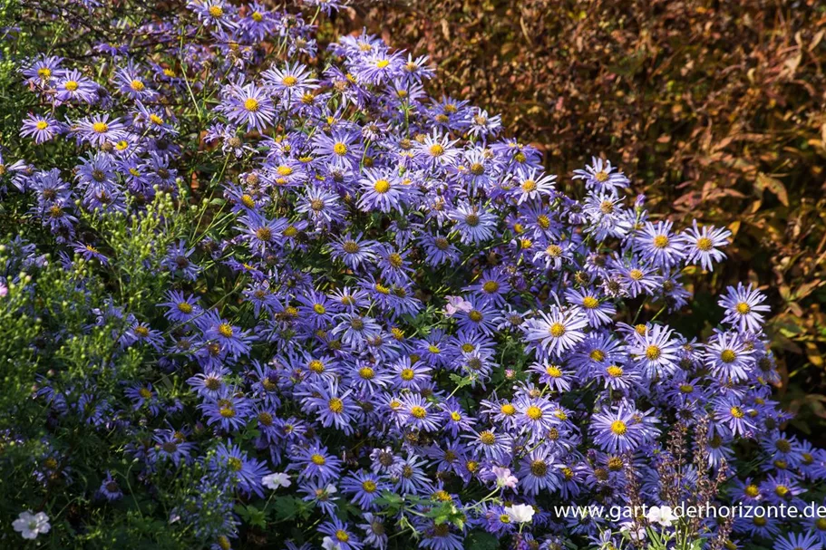 Frikarts Aster 'Mönch' 9 x 9 cm Topf 0,5 Liter