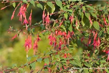 Garten-Fuchsie 1 Liter Topf