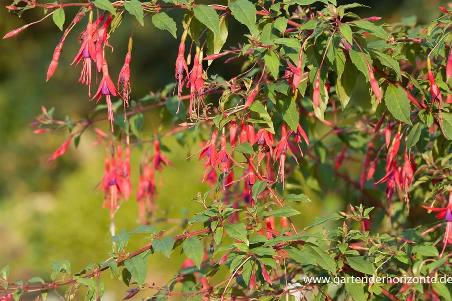 Garten-Fuchsie 1 Liter Topf