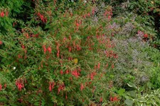 Garten-Fuchsie 1 Liter Topf