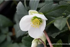 Frühblühende Christrose 1 Liter Topf