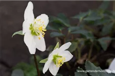 Frühblühende Christrose 1 Liter Topf