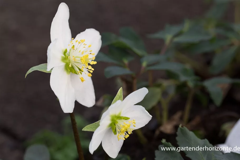 Frühblühende Christrose 1 Liter Topf