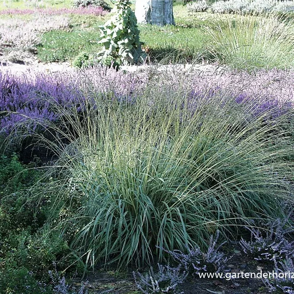 Gestreiftes Pfeifengras 'Variegata'