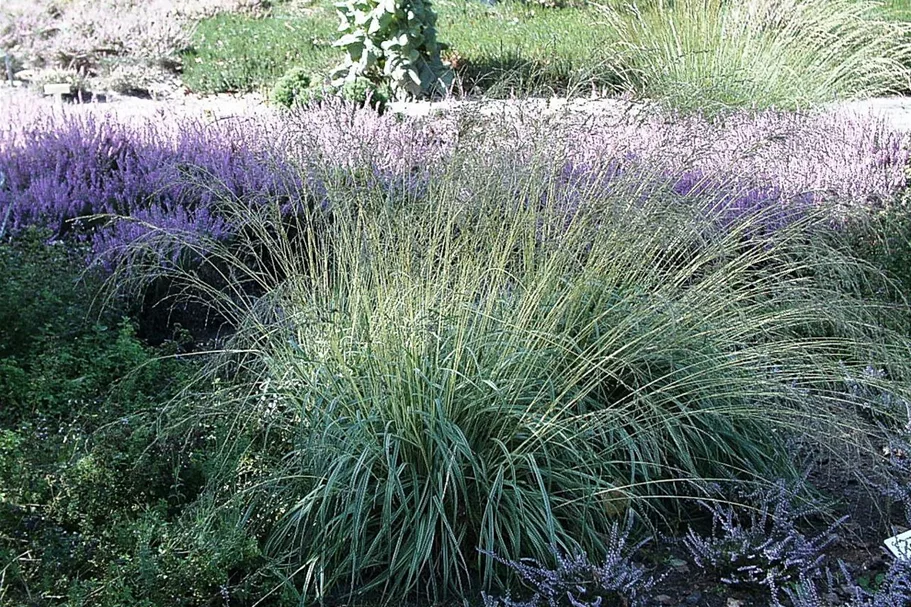 Gestreiftes Pfeifengras 'Variegata' 0,5 Liter Topf