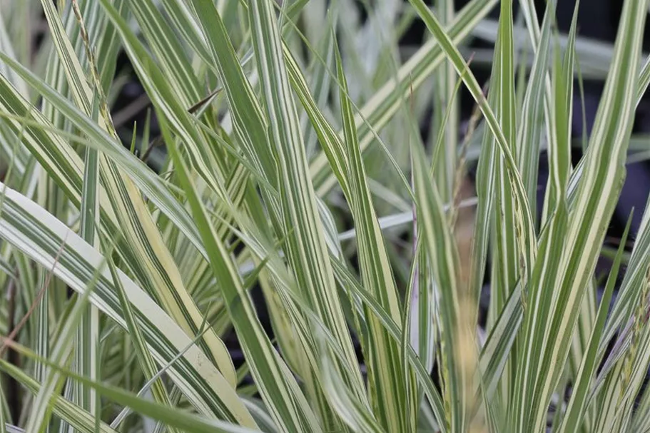 Gestreiftes Pfeifengras 'Variegata' 0,5 Liter Topf