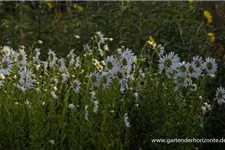 Herbstmargerite 1 Liter Topf