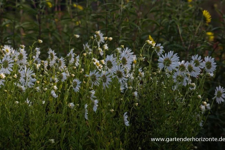 Herbstmargerite 1 Liter Topf