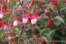 Garten-Fuchsie 'Madame Cornelissen' 1 Liter Topf