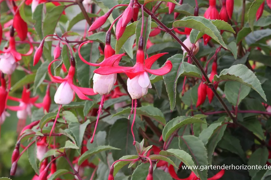 Garten-Fuchsie 'Madame Cornelissen' 1 Liter Topf