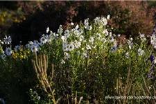 Herbstmargerite 1 Liter Topf