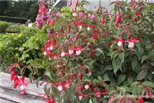 Garten-Fuchsie 'Madame Cornelissen' 1 Liter Topf