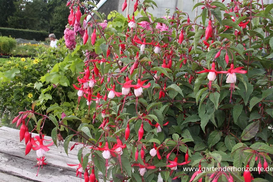 Garten-Fuchsie 'Madame Cornelissen' 1 Liter Topf