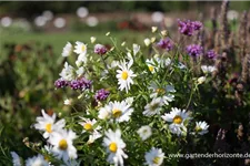 Herbstmargerite 1 Liter Topf