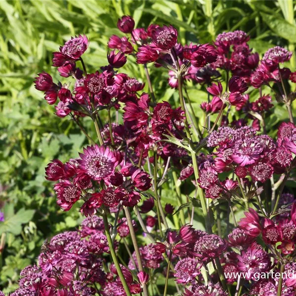 Große Sterndolde 'Star of Beauty'