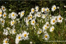 Herbstmargerite 1 Liter Topf