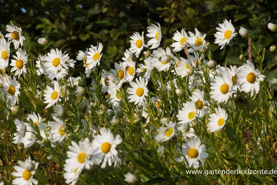 Herbstmargerite 1 Liter Topf