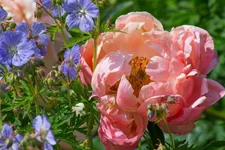 Frühblühende Pfingstrose 'Coral Charm' 2 Liter Topf