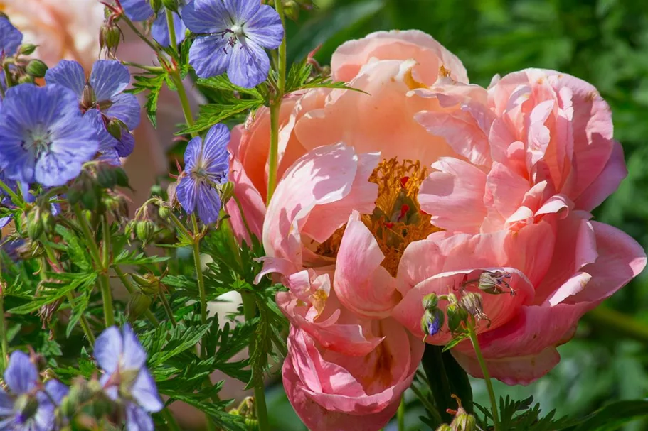 Frühblühende Pfingstrose 'Coral Charm' 2 Liter Topf