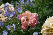 Frühblühende Pfingstrose 'Coral Charm' 2 Liter Topf