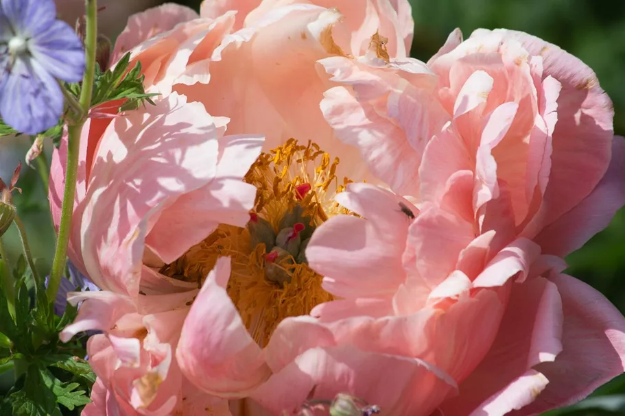 Frühblühende Pfingstrose 'Coral Charm' 2 Liter Topf