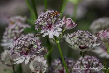 Große Sterndolde 'Sunningdale Variegated' 1 Liter Topf