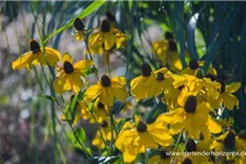 Fallschirm-Sonnenhut 'Herbstsonne' 1 Liter Topf