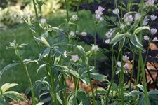 Große Sterndolde 'Sunningdale Variegated' 1 Liter Topf