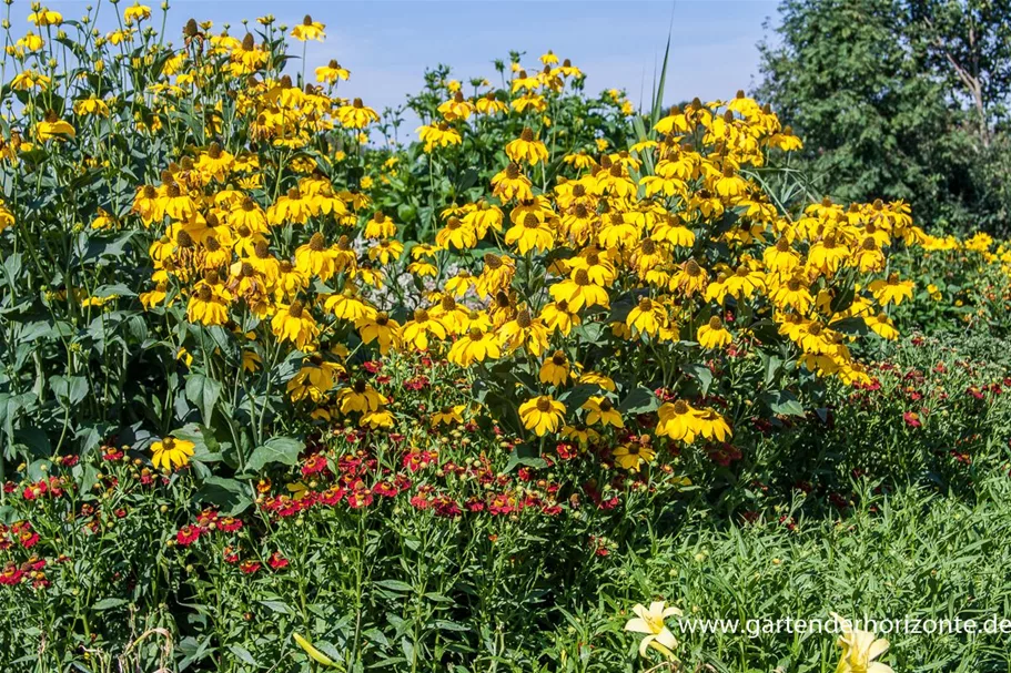 Fallschirm-Sonnenhut 'Juligold' 1 Liter Topf