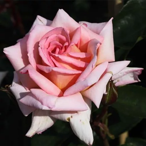 Kletterrose 'Compassion'®