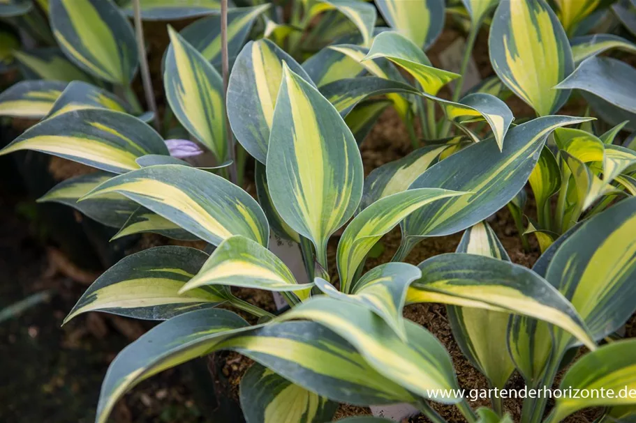 Graublaue Funkie 'June' 1 Liter Topf