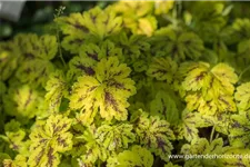 Heucherella 'Solar Power' 1 Liter Topf