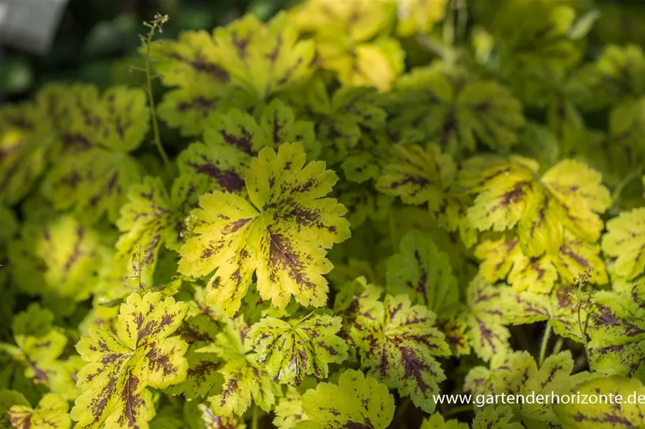 Heucherella 'Solar Power' 1 Liter Topf