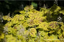 Heucherella 'Solar Power' 1 Liter Topf