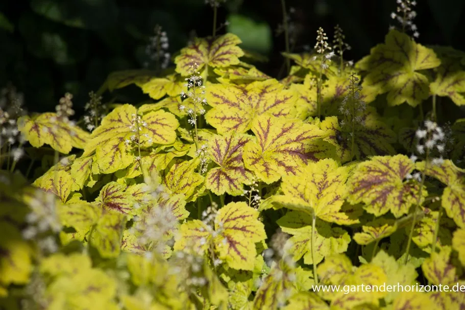 Heucherella 'Solar Power' 1 Liter Topf