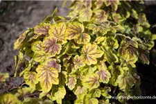 Heucherella 'Solar Power' 1 Liter Topf