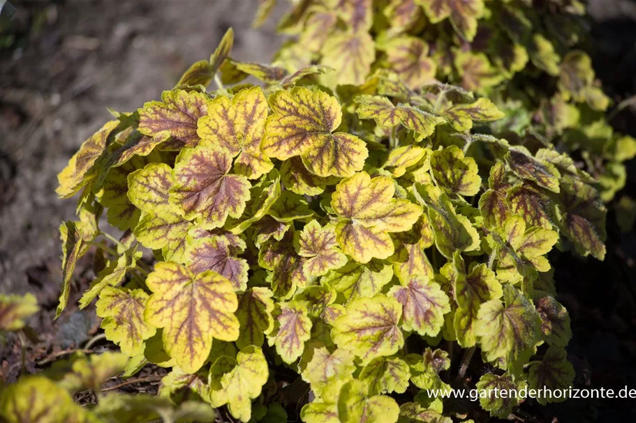 Heucherella 'Solar Power' 1 Liter Topf