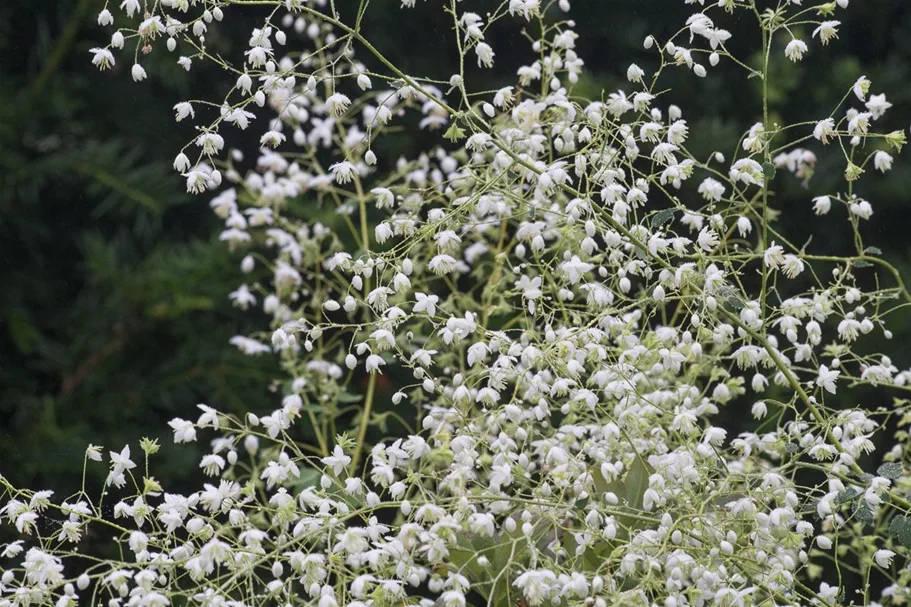 Delavays Wiesenraute 'Splendide White' 1 Liter Topf