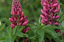 Hohe Lupine 'Camelot Red' 9 x 9 cm Topf 0,5 Liter